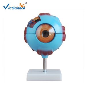 Buy cheap Medical Science Human Anatomy Model Giant Eye Model 53x39x55cm from wholesalers