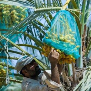 Date Palm Harvesting Made Easy With PE Monofilament Mesh Bag Customizable