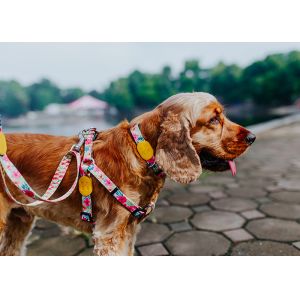 Buy cheap Adjustable No Pull Dog Harness Pet Vest from wholesalers