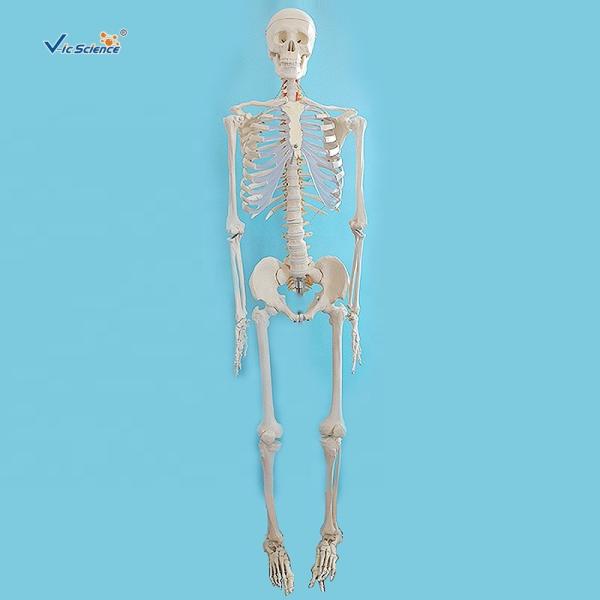Buy cheap 170cm Plastic Anatomical Skeleton Model Human Body Anatomical Teaching Model from wholesalers