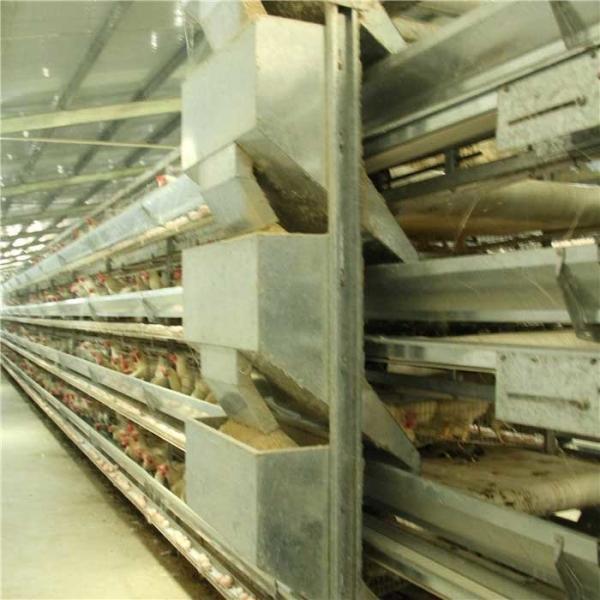 Quality Automatic Poultry Farm Feeder And Drinker , Steel Chicken Raising Equipment for sale