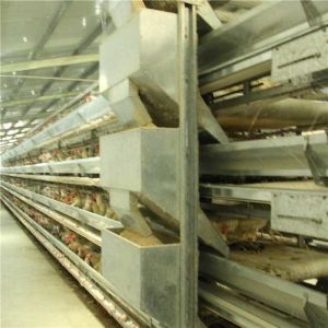 Buy cheap Automatic Poultry Farm Feeder And Drinker , Steel Chicken Raising Equipment from wholesalers