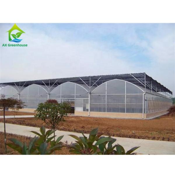 Quality High Efficiency Agricultural Multi Span Greenhouse 200micro PE Film Covered for sale