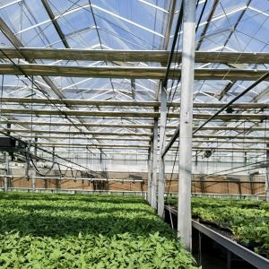 Multi Span Modern Glass Greenhouse Hydroponic Vegetable System for Market Span