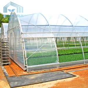 Buy cheap Polyethylene Film Tunnel Steel Frame Greenhouse Single Span Ground Inserted from wholesalers
