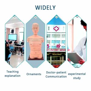 Buy cheap Medical Training Teaching human Anatomical Skeleton Model Bone Structure from wholesalers