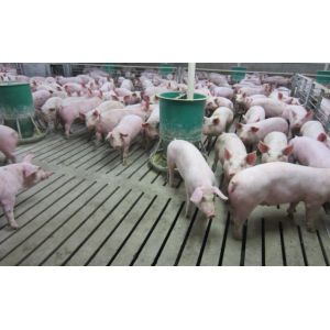China 300 Sows Whole Farm Pig Farming Livestock Farm Equipment on sale