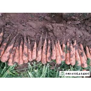 Buy cheap Nutritious Fresh Organic Carrots No Pesticide Residue Contain Carotene from wholesalers