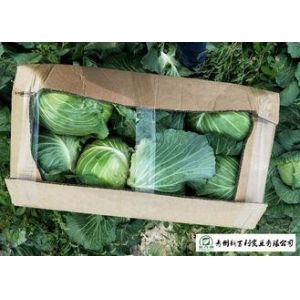 Buy cheap Clean Healthy Raw Green Cabbage , Small Round Cabbage No Pollution from wholesalers