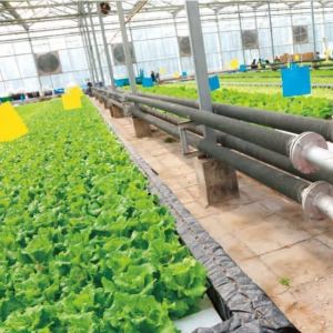 Buy cheap Commercial Film Greenhouse With Hydroponics Cultivation Custom from wholesalers