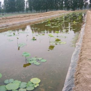 Black Geomembrane for Fish Ponds 's Exclusive Offer in 1-6m Width