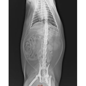 China PET Medical X Ray Diagnostic Imaging Transparency Film White Base 25×30 cm on sale