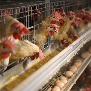 Buy cheap 3 Tiers Hot Dipped Galvanized Chicken Cage With Automatic Feed from wholesalers