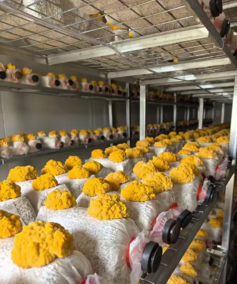 Buy cheap Intelligent Mushroom Container Farm with 5000 Bag Capacity from wholesalers