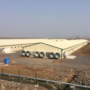 Buy cheap Automatic Chicken Layers Steel Structure Poultry House OEM from wholesalers