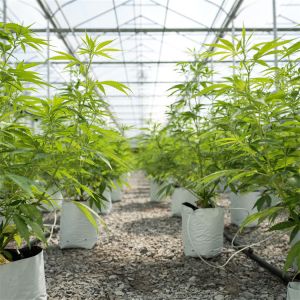 Buy cheap 100% Shading Auto Light Deprivation Greenhouse Length 30-45ft from wholesalers