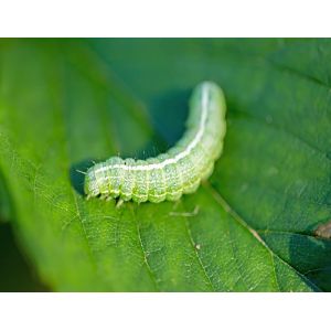 Ecological Organic Vegetable Insecticides Rapae Granulosis Virus PrGV Kill