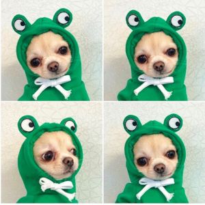 China Autumn And Winter Cotton Plush Hooded Sweater For Pet on sale