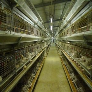Buy cheap Q235 Steel Mire Battery Layer Chicken Cage Breeding Hens Cage from wholesalers