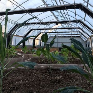 Buy cheap Breathable Curtain Auto Light Deprivation Greenhouse With Movable Seeding Bed from wholesalers