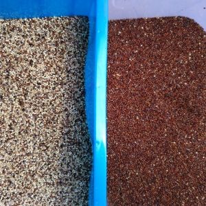 320 Channels 2-6T/H Throughput CCD Camera Optical Wheat Sorting Machine