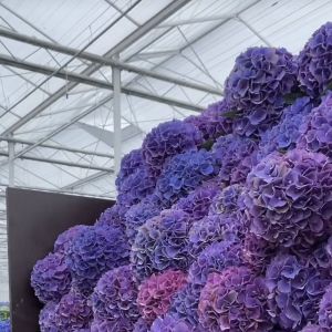 Innovative Design and Innovative Hydroponic Glass Greenhouse for Growing