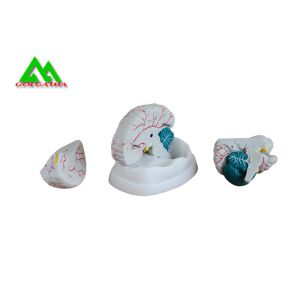 Buy cheap Natural Looking Human Anatomical Brain Model For Medical Students from wholesalers
