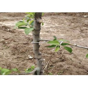 Buy cheap 13CM Length Galvanized Tree Branch Pressing Tool Furit Trees Use from wholesalers
