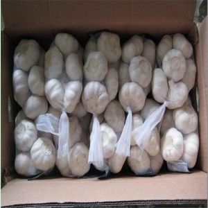 Buy cheap GARLIC WITH SMALL BAG &CARTON PACKAGE from wholesalers