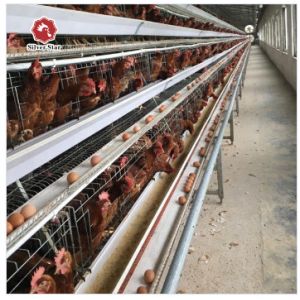 Buy cheap 10000 Birds Layer Poultry Equipment A Frame Layer Cages SGS Approved from wholesalers