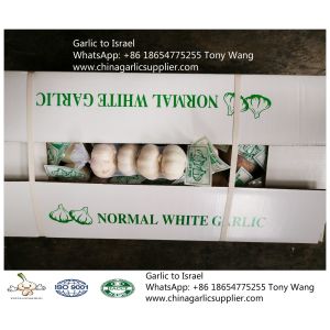 Buy cheap Garlic to Israel with 10kg carton box.Supermarket package. from wholesalers