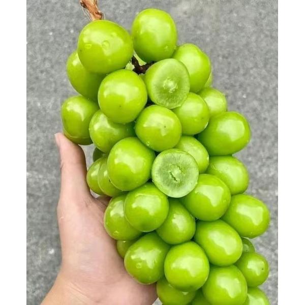 Quality Vertical Expansion Tray Sealer for Sunshine Rose Grapes for sale