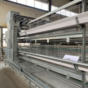 Buy cheap H Type Automatic Layer Chicken Cage Egg Poultry Farming Equipment from wholesalers