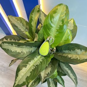 Buy cheap   VDETTE NC01 Wearable Air Purifier for Sterilization of Medical Devices with Cold Plasma Technology from wholesalers