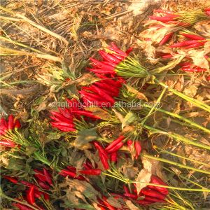 Buy cheap Sanying Dehydrating Hot Peppers Mala Dried Whole Chillies KOSHER from wholesalers