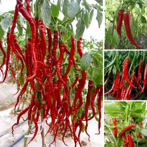 Buy cheap HACCP Natural Red Chili Pepper Powder Dehydrated from wholesalers