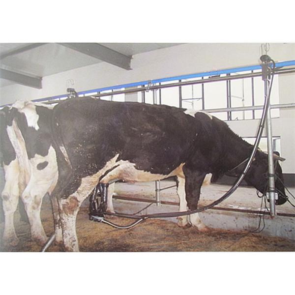 380 Volt 50Hz High Quality Pipeline Milking Parlor System with Milk Receiver