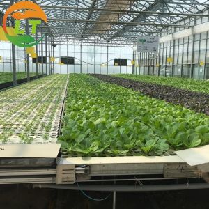 Buy cheap Multi-Span Large Agricultural Greenhouses with Hidroponic System from wholesalers