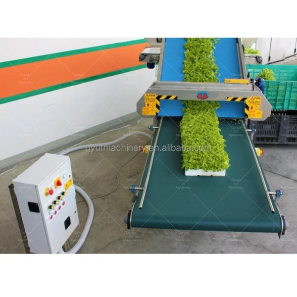 Cutting Salad Rocket and Spinach Made Easy with 1350mmx850mmx950mm Harvester