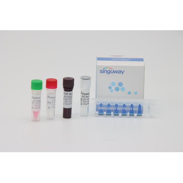 50 Copies/Ml Real Time PCR Diagnostic Kits For Leukemia BCR-ABL Fusion Gene