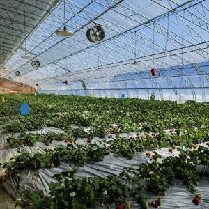 Buy cheap 30-Day Return Guarantee Vegetable Sunlight Greenhouse Sparay Irrigation System 100.000kg from wholesalers
