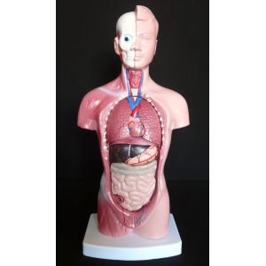 Buy cheap Wholesale Medical Human Trunk Model Manikins For Surgery  Training from wholesalers