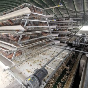 Buy cheap 96 Birds Chicken Farm Poultry Cage With Ventilation Cooling System from wholesalers