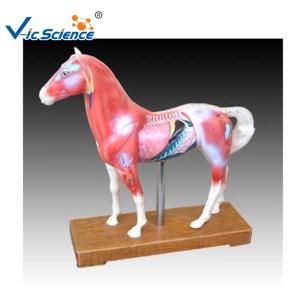 66x64x35cm Animal Acupuncture Model