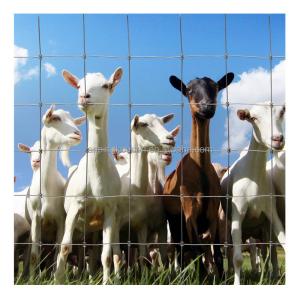 Hot Dipped 2.5mm 15cm 20cm Hole Size 1.2x100m 10 Lines Fixed Knot Deer Fence