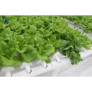 Plastic Multi Span Lettuce Greenhouse For Leafy Greens Cultivation