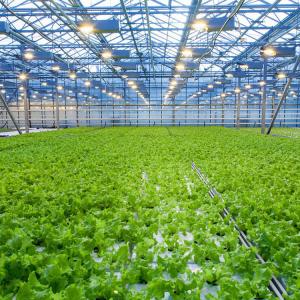 Buy cheap 8mm Float Glass Venlo Glass Greenhouse Hydroponic System Double Layer from wholesalers