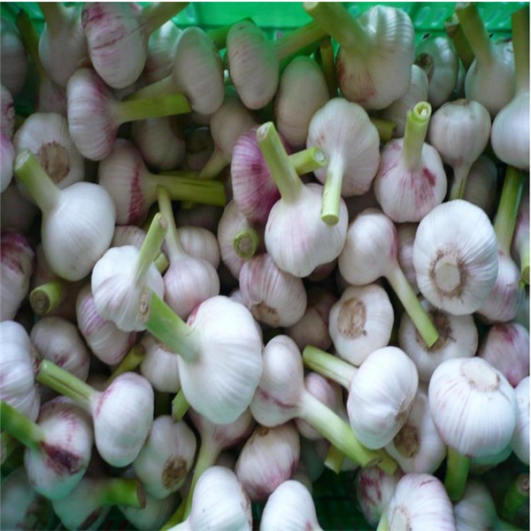 Buy cheap FRESH GARLIC from wholesalers