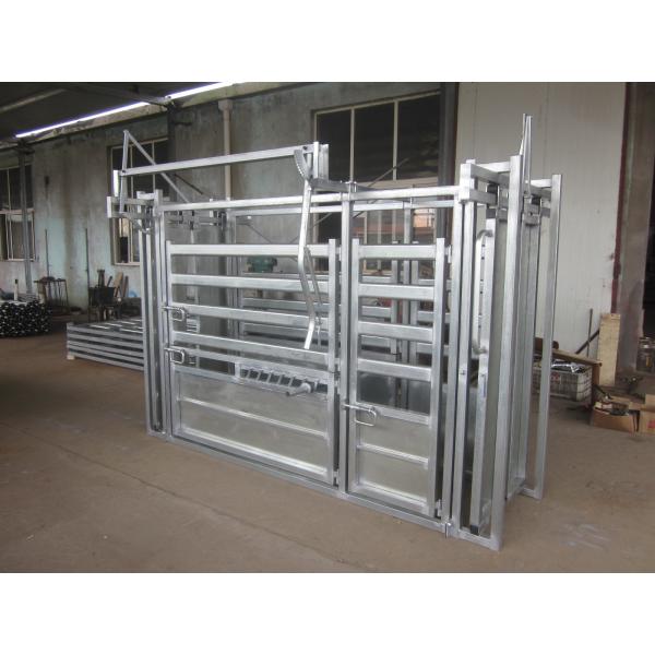 Quality Heavy Duty Cattle Farm Equipment Sheep Weighing Scales ISO9001 Approval for sale