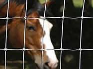 Buy cheap Fixed Knot Mesh Fence With Galvanized Steel Wire for Horse, Sheep, Cattle from wholesalers